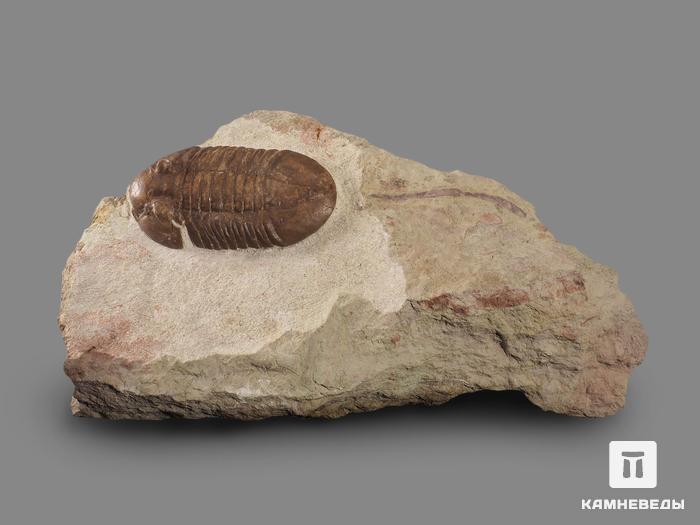 Трилобит Asaphus plautini F. Schmidt на породе, 24,5х14,1х3,6 см, 18502, фото 3