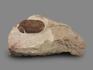 Трилобит Asaphus plautini F. Schmidt на породе, 24,5х14,1х3,6 см, 18502, фото 3