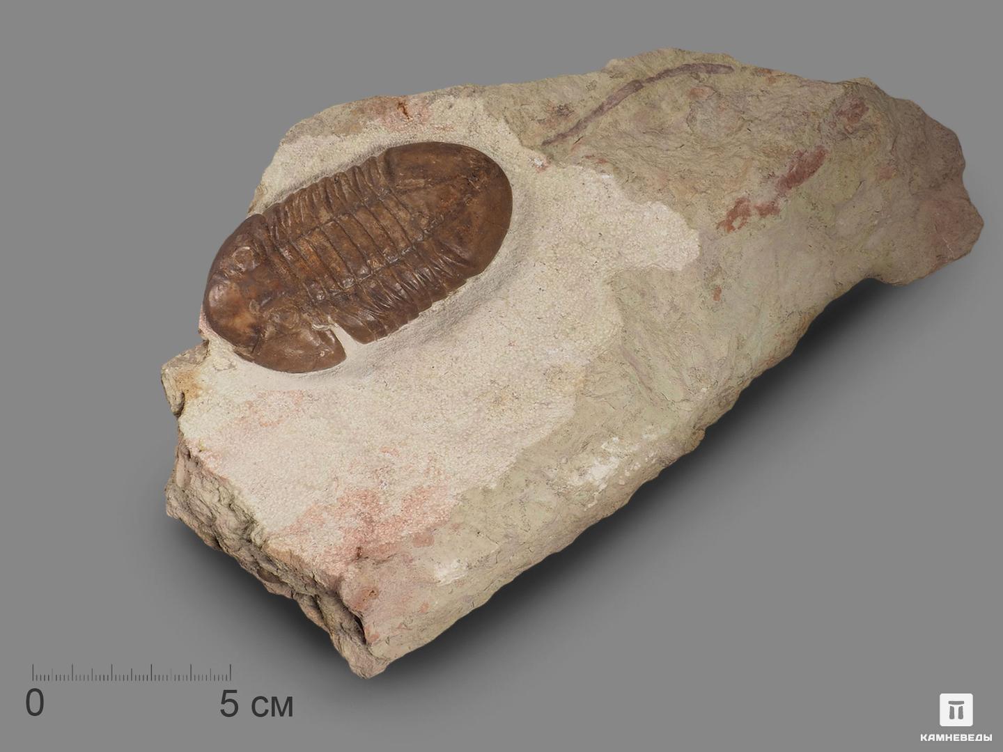 Трилобит Asaphus plautini F. Schmidt на породе, 24,5х14,1х3,6 см, 18502, фото 1