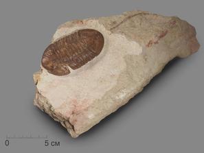 Трилобит Asaphus plautini F. Schmidt на породе, 24,5х14,1х3,6 см