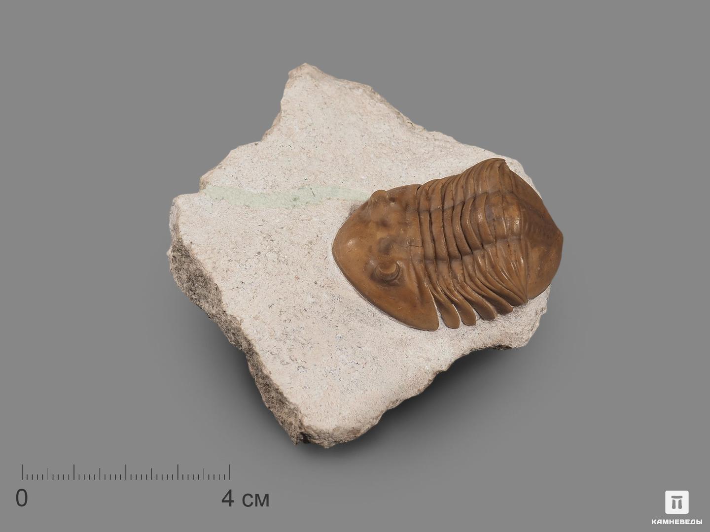 Трилобит Asaphus lepidurus (NIESZKOWSKI 1859) на породе, 9,3х7,6х2,5 см трилобиты asaphus lepidurus nieszkowski 1859 на породе 10 2х9 8х7 7 см