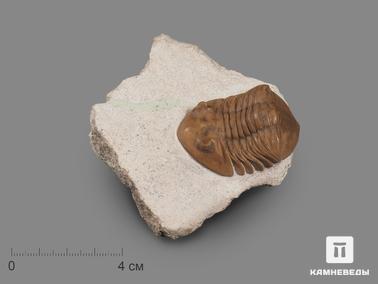 Трилобиты. Трилобит Asaphus lepidurus (NIESZKOWSKI 1859) на породе, 9,3х7,6х2,5 см
