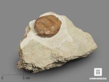 Трилобит illaenus schmidti (NIESZKOWSKI 1857) на породе, 11х7,7х4,4 см