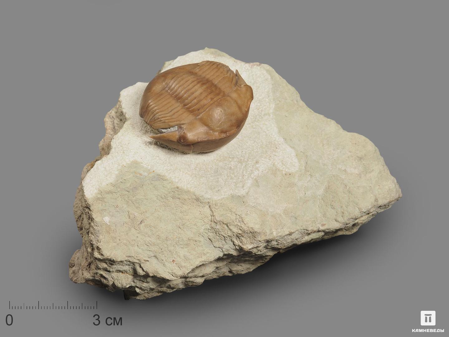 Трилобит illaenus schmidti (NIESZKOWSKI 1857) на породе, 11х7,7х4,4 см, 18494, фото 1