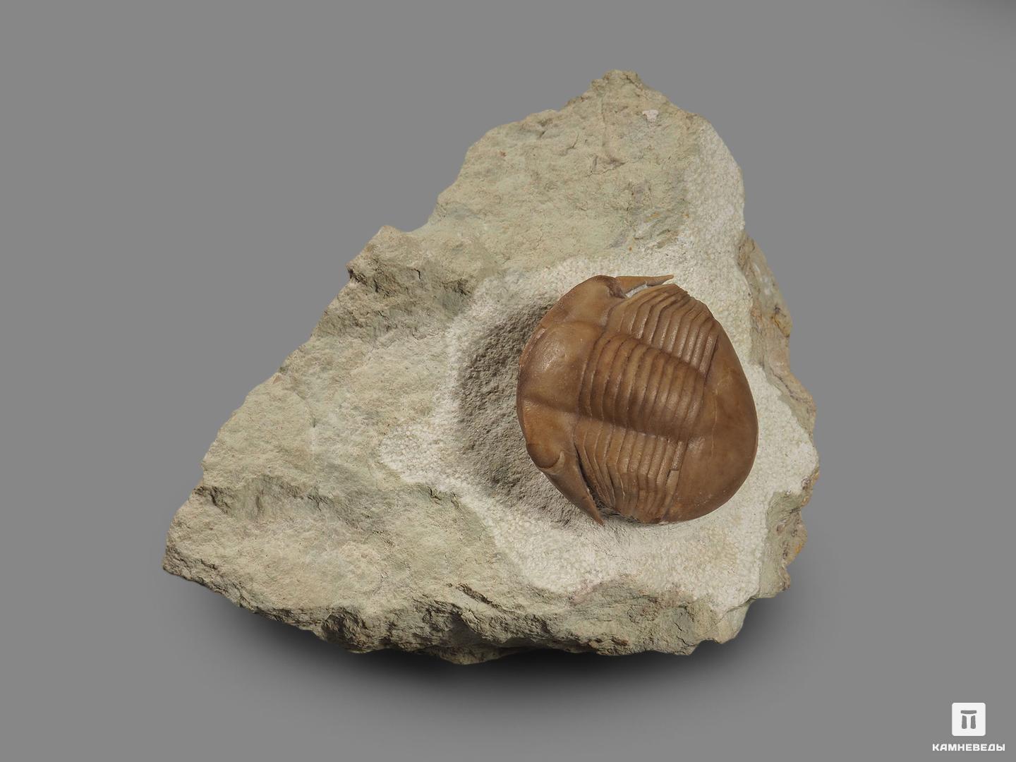 Трилобит illaenus schmidti (NIESZKOWSKI 1857) на породе, 11х7,7х4,4 см, 18494, фото 3