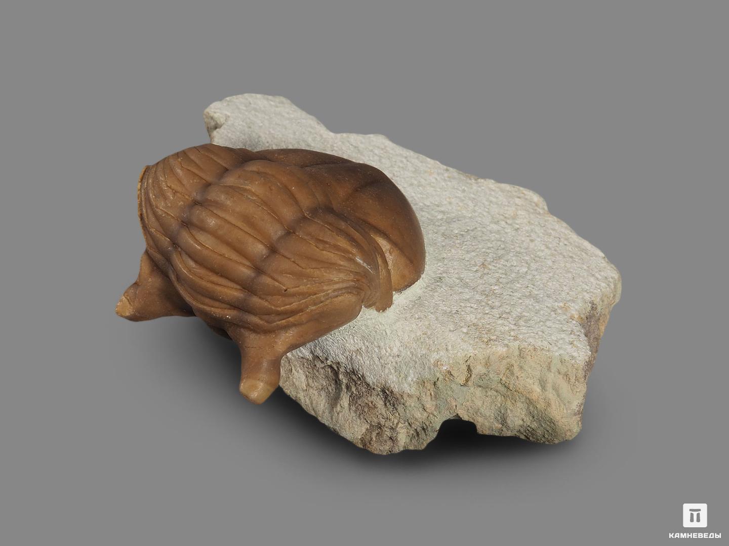 Трилобит Asaphus cornutus (PANDER 1830) на породе, 6,5х5,7х3,1 см, 18486, фото 2