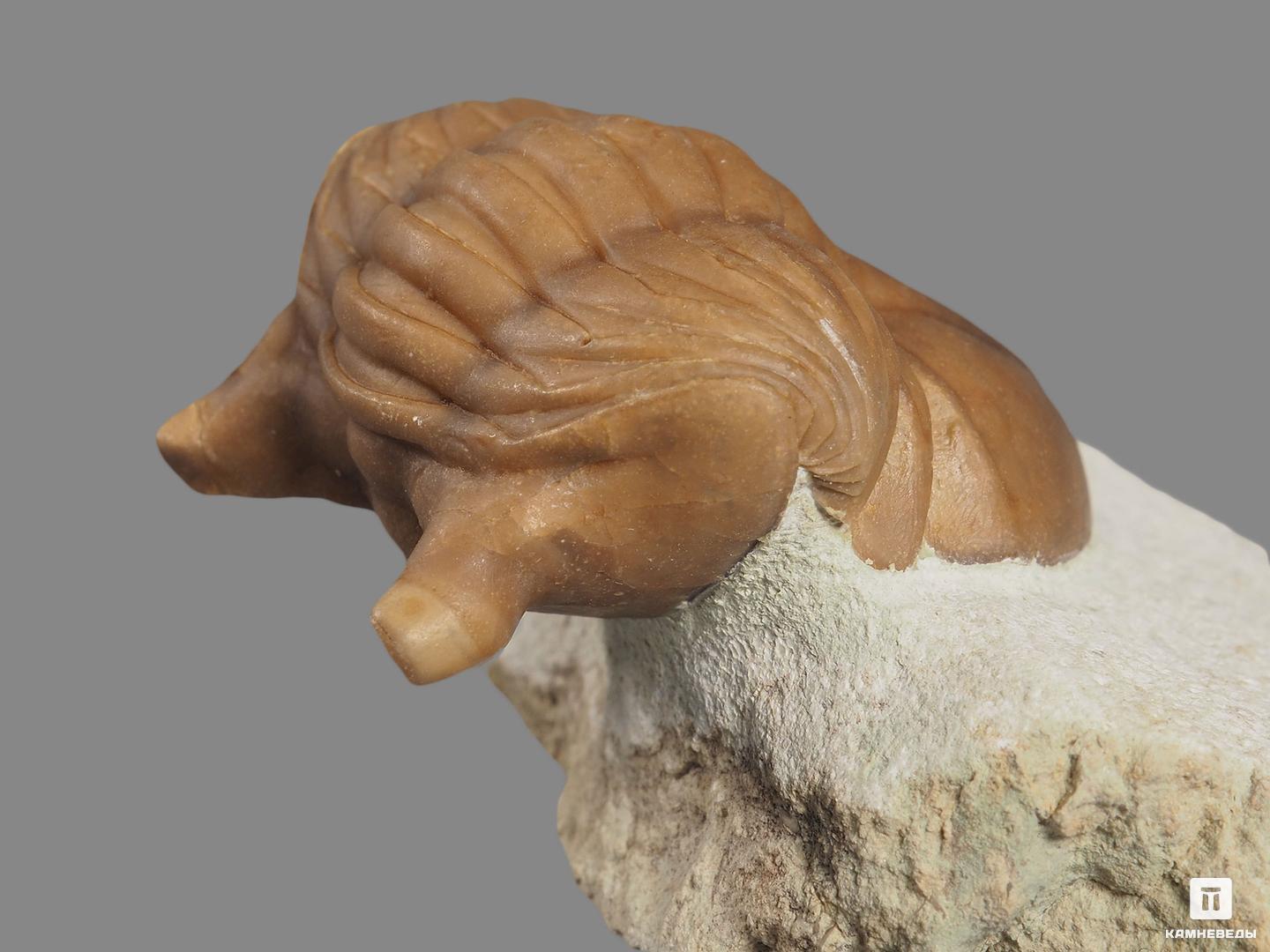 Трилобит Asaphus cornutus (PANDER 1830) на породе, 6,5х5,7х3,1 см, 18486, фото 3