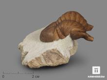 Трилобит Asaphus cornutus (PANDER 1830) на породе, 6,5х5,7х3,1 см