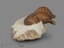 Трилобит Asaphus cornutus (PANDER 1830) на породе, 6,5х5,7х3,1 см, 18486, фото 1
