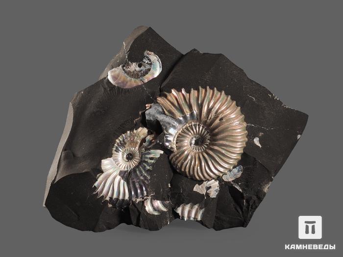 Аммониты с перламутром на породе, 8х7,8х2,6 см, 18527, фото 2