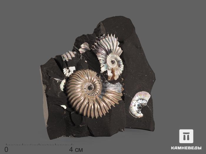 Аммониты с перламутром на породе, 8х7,8х2,6 см, 18527, фото 1