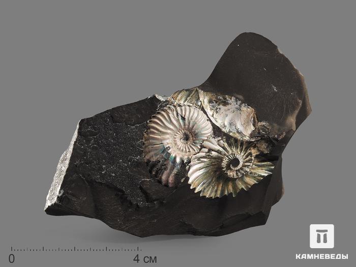 Аммонит с перламутром в породе, 9,4х6,4х3,7 см, 18523, фото 1