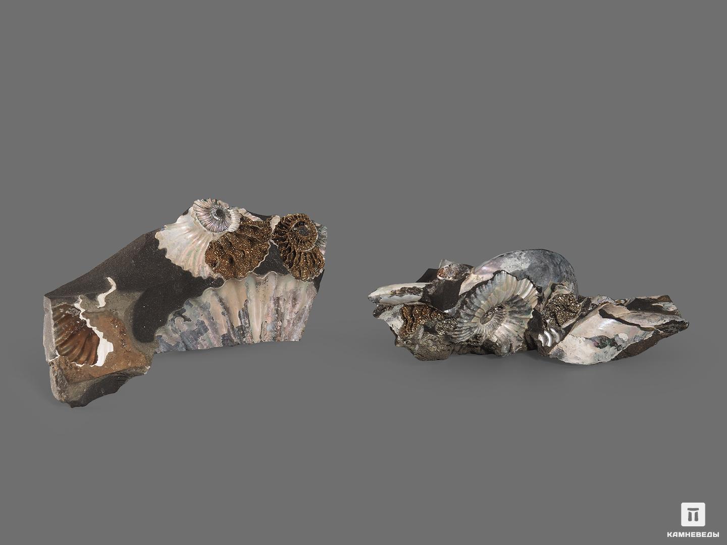 Аммониты с перламутром и пиритом в породе, 8х3,8х2 см, 18548, фото 2