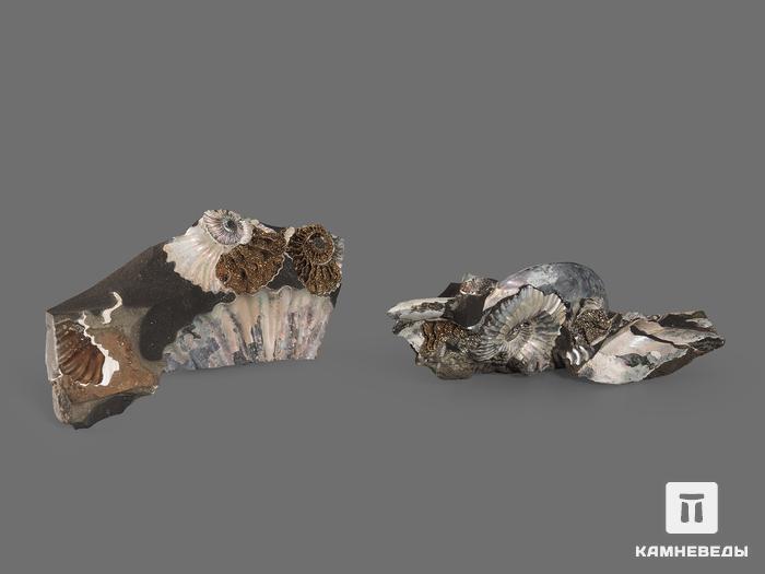 Аммониты с перламутром и пиритом в породе, 8х3,8х2 см, 18548, фото 2