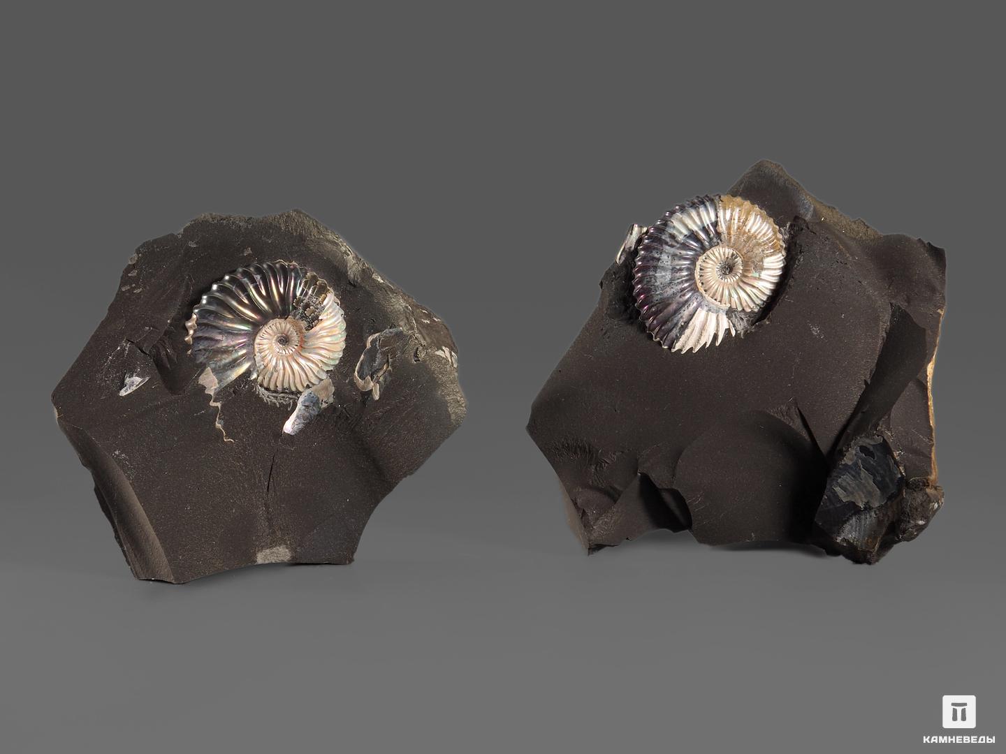 Аммонит с перламутром в породе, 6-10 см, 18545, фото 2