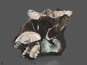 Аммонит с перламутром в породе, 9-10 см