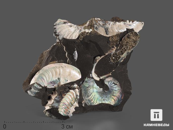 Аммонит с перламутром в породе, 9-10 см, 18546, фото 1