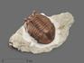 Трилобит Asaphus cornutus (PANDER 1830) на породе, 16х8,5х5 см, 18510, фото 1
