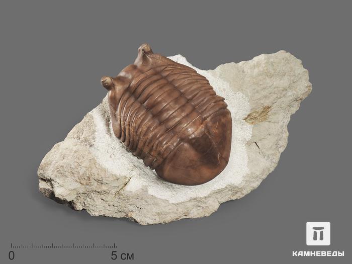 Трилобит Asaphus cornutus (PANDER 1830) на породе, 16х8,5х5 см, 18510, фото 1