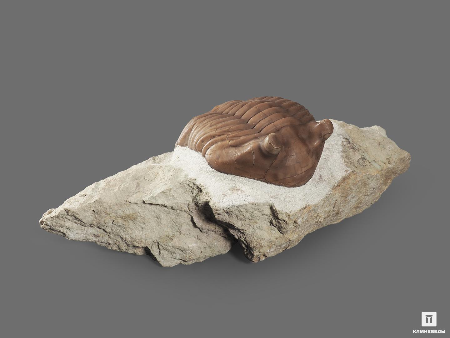 Трилобит Asaphus cornutus (PANDER 1830) на породе, 16х8,5х5 см, 18510, фото 2