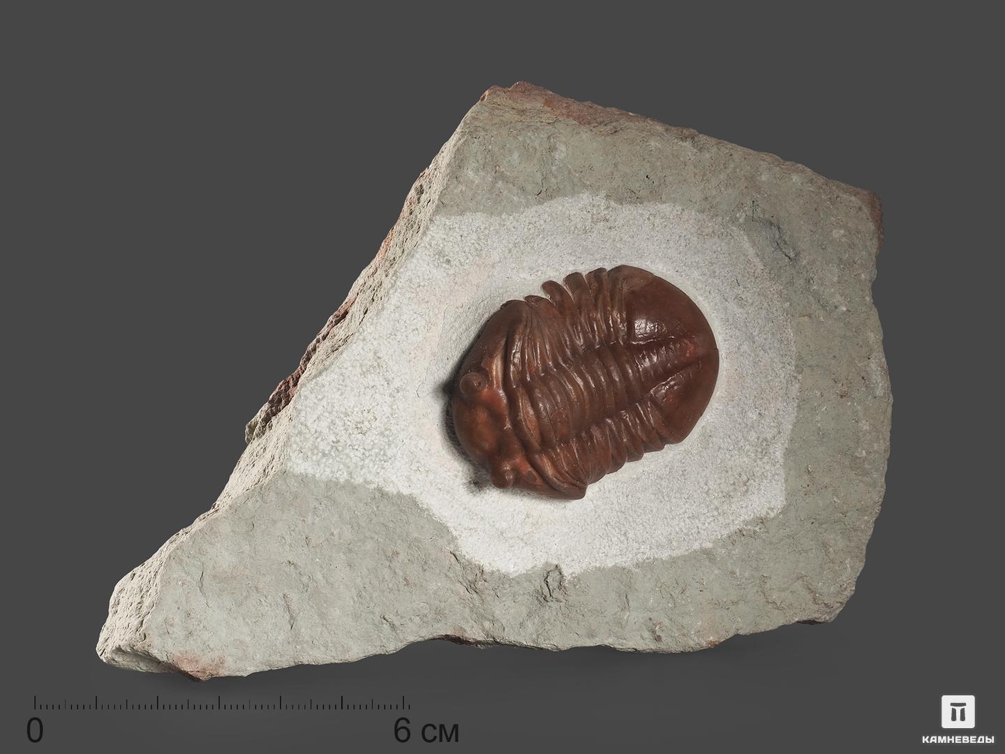 Трилобит Asaphus expansus (WAHLENBERG 1821) на породе, 16х11,5х4 см, 18506, фото 1