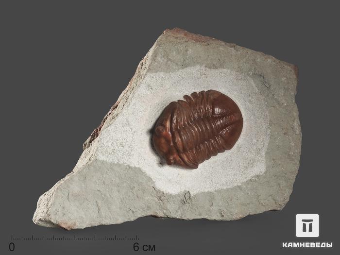 Трилобит Asaphus expansus (WAHLENBERG 1821) на породе, 16х11,5х4 см, 18506, фото 1