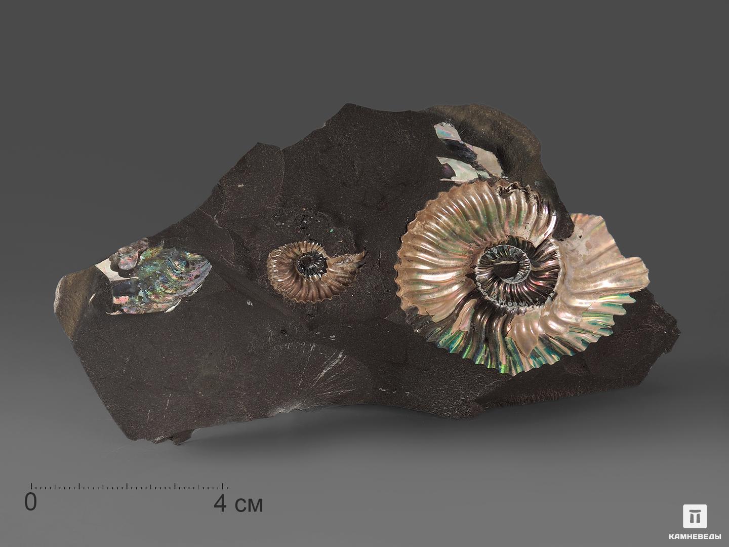 Аммониты с перламутром в породе (отпечаток), 9,5-13,5 см, 18535, фото 1