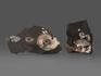 Аммониты с перламутром в породе (отпечаток), 9,5-13,5 см, 18535, фото 2