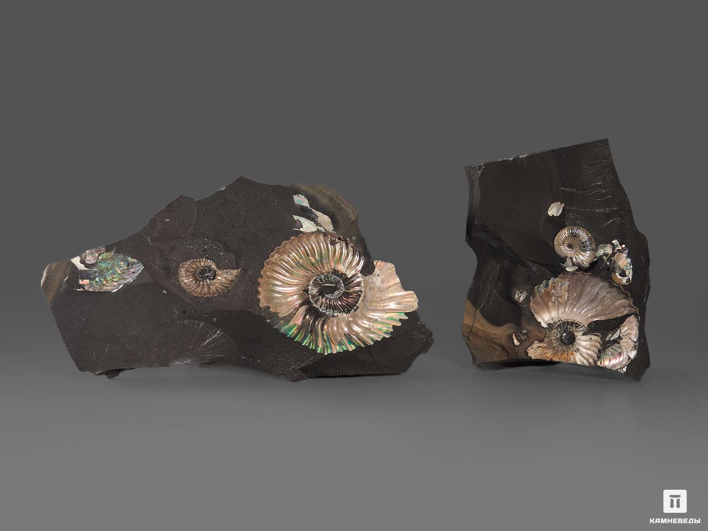 Аммониты с перламутром в породе (отпечаток), 9,5-13,5 см, 18535, фото 2