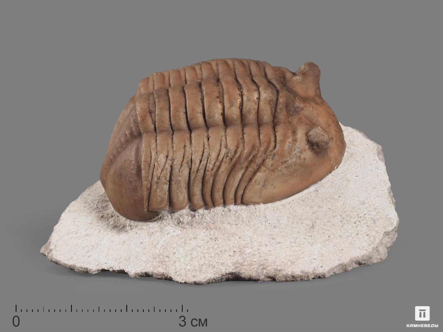 Трилобит Asaphus lepidurus (NIESZKOWSKI 1859) на породе, 7,1х4,5х3,8 см, 18487, фото 1