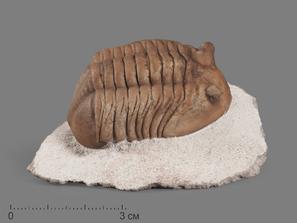 Трилобит Asaphus lepidurus (NIESZKOWSKI 1859) на породе, 7,1х4,5х3,8 см