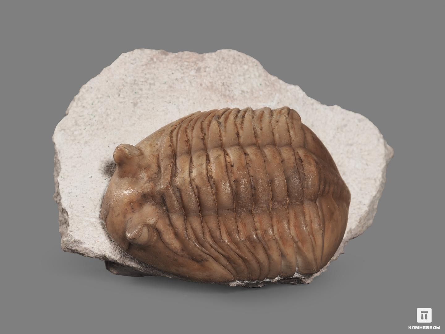 Трилобит Asaphus lepidurus (NIESZKOWSKI 1859) на породе, 7,1х4,5х3,8 см, 18487, фото 2