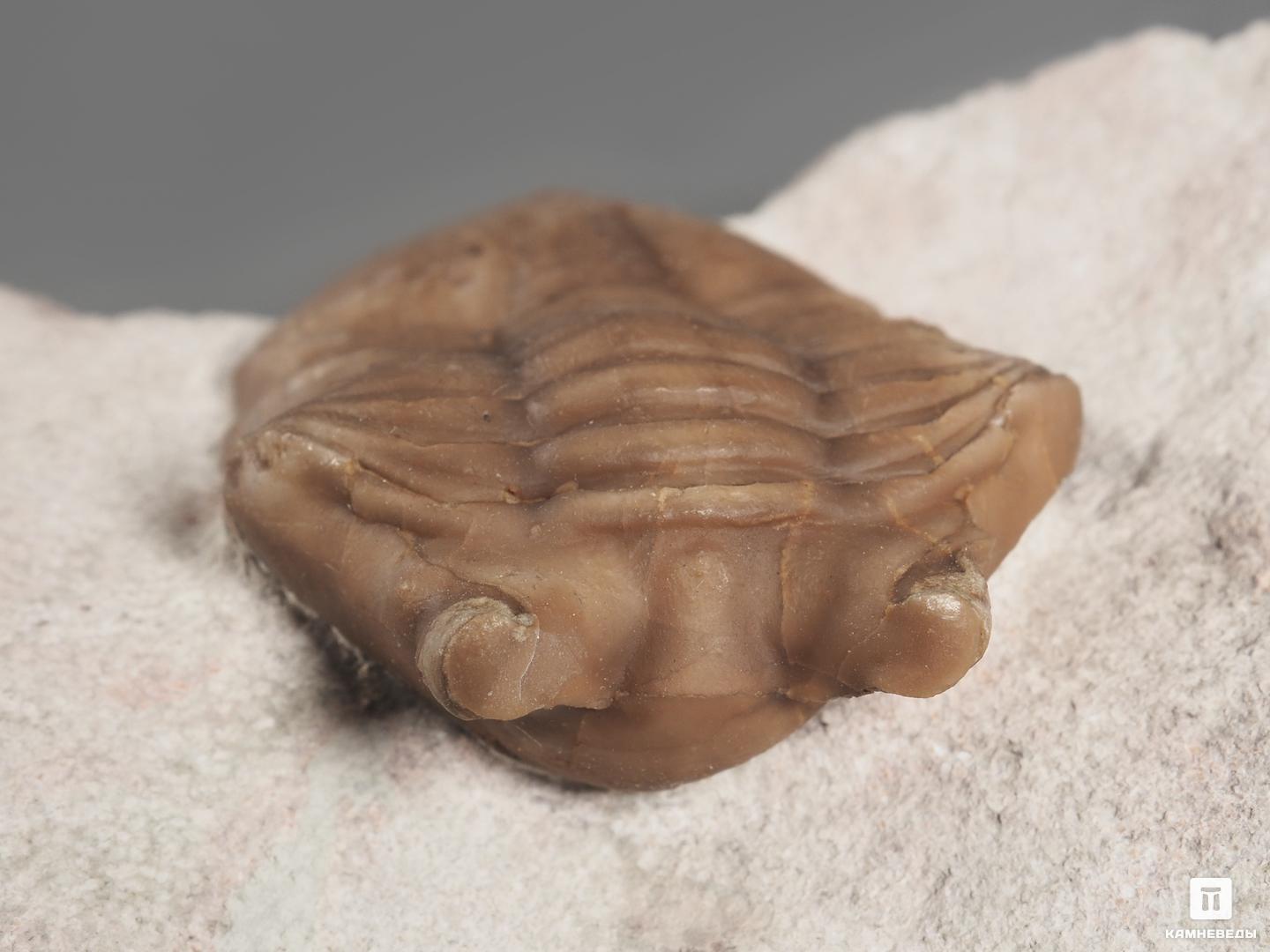 Трилобит Asaphus cornutus (PANDER 1830) на породе, 11,8х6,5х3 см, 18485, фото 2