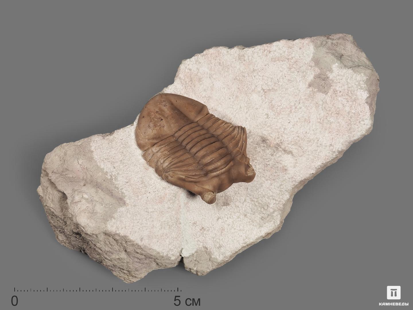 Трилобит Asaphus cornutus (PANDER 1830) на породе, 11,8х6,5х3 см, 18485, фото 1