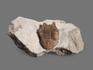 Трилобит Asaphus cornutus (PANDER 1830) на породе, 11,8х6,5х3 см, 18485, фото 3