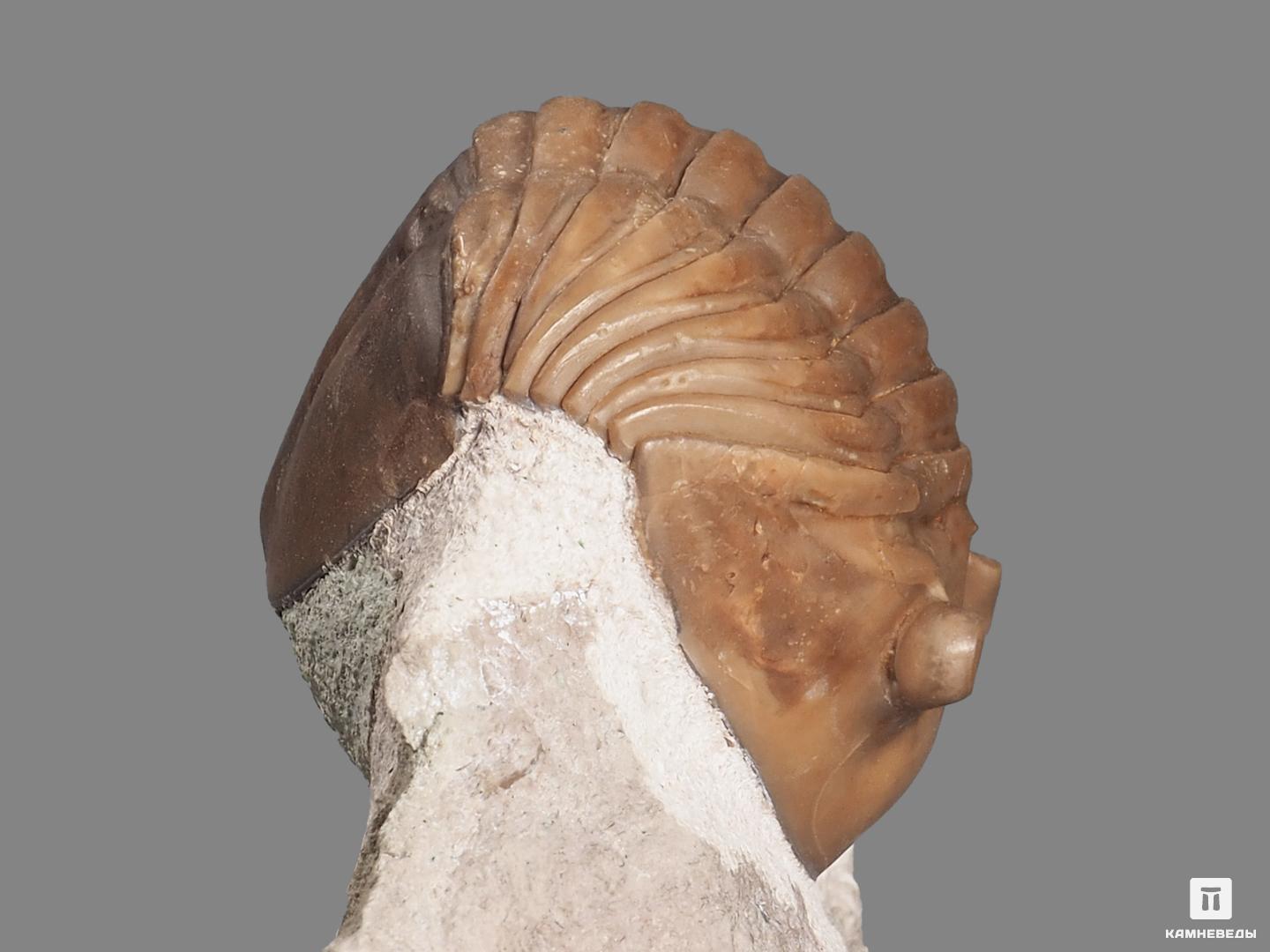 Трилобит Asaphus lepidurus (NIESZKOWSKI 1859) на породе, 10,5х5,5х4,2 см, 18498, фото 3