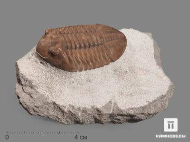 Трилобиты. Трилобит Asaphus lepidurus (NIESZKOWSKI 1859) на породе, 9,6х6,6х2,3 см