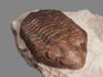 Трилобит Delphasaphus delphinus (LAWROW 1856) на породе, 11,8х8,2х3,1 см, 18499, фото 2