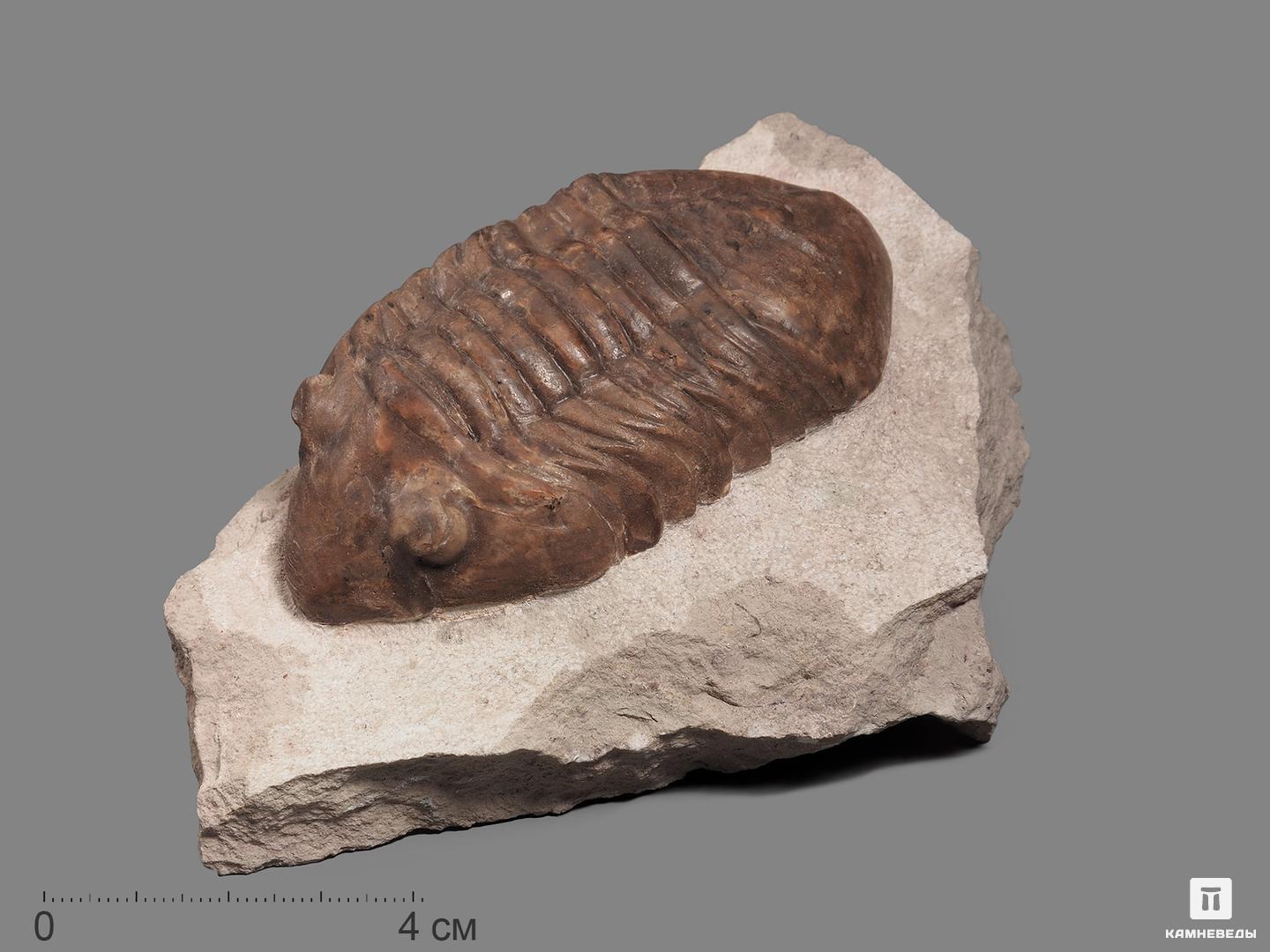 Трилобит Delphasaphus delphinus (LAWROW 1856) на породе, 11,8х8,2х3,1 см