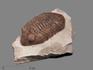 Трилобит Delphasaphus delphinus (LAWROW 1856) на породе, 11,8х8,2х3,1 см, 18499, фото 1