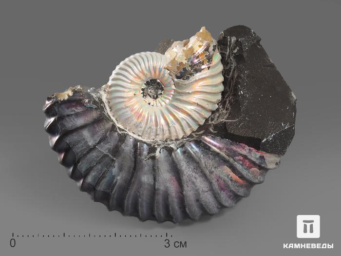 Аммонит с перламутром, 4,8х3,5х1,7 см, 18543, фото 1