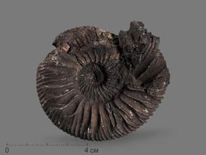 Аммонит Zarajskites aff. scythicus, 6,8х6,1х2,2 см