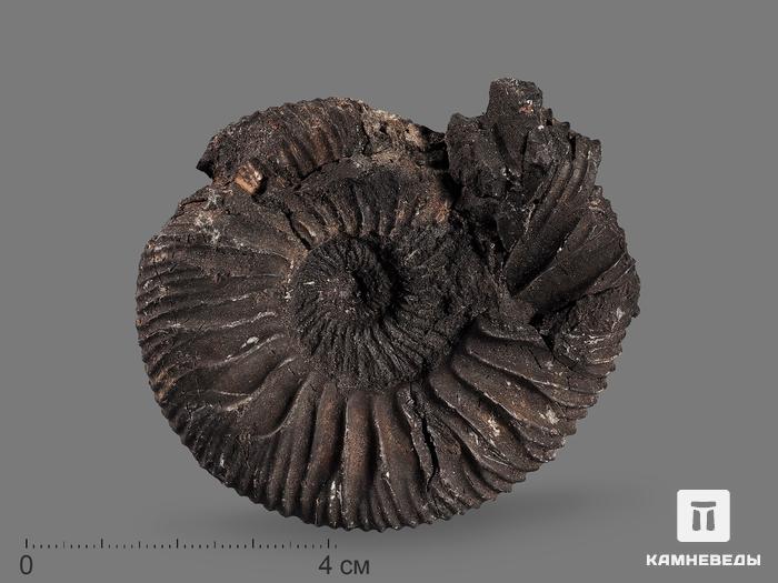 Аммонит Zarajskites aff. scythicus, 6,8х6,1х2,2 см, 17899, фото 1