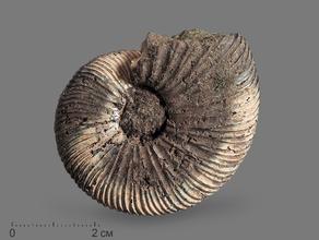 Аммонит Virgatites virgatus, 3,5х2,8х1,2 см