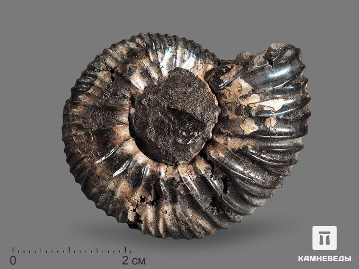 Аммонит Virgatites pallasianus, 5х4х1,5 см, 17906, фото 1