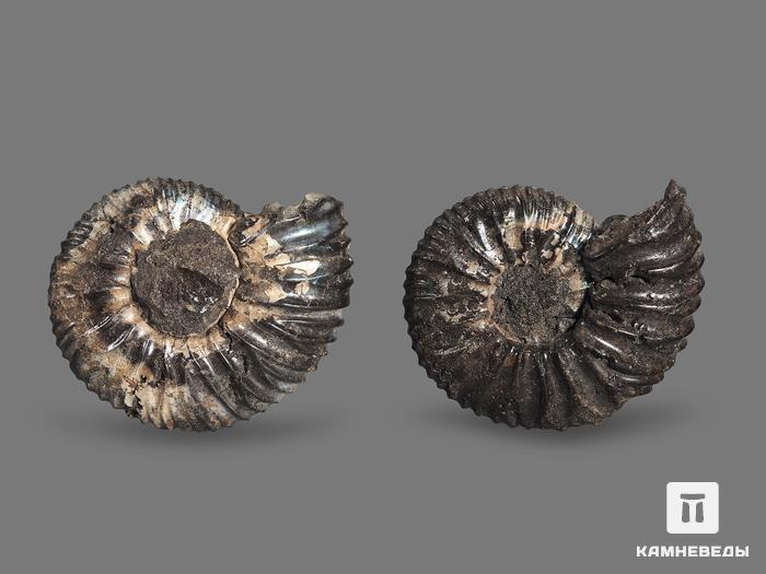 Аммонит Virgatites pallasianus, 5х4х1,5 см, 17906, фото 2