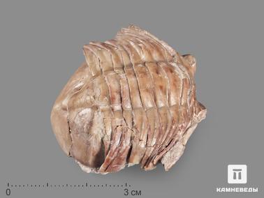 Трилобиты. Трилобит Asaphus laevissimus, 4,6х4,4х2 см