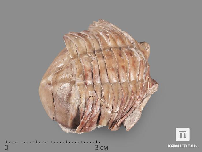 Трилобит Asaphus laevissimus, 4,6х4,4х2 см, 17922, фото 1