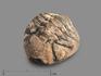 Трилобит Morocops sp., 3х2,5х2 см, 17927, фото 1