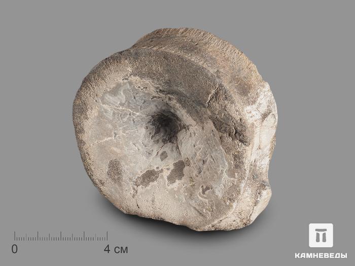 Позвонок ихтиозавра (Ichthyosaurus), 8,5х7,8х3,2 см, 18496, фото 1